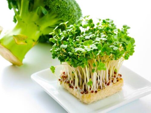 Can You Freeze Broccoli Sprouts