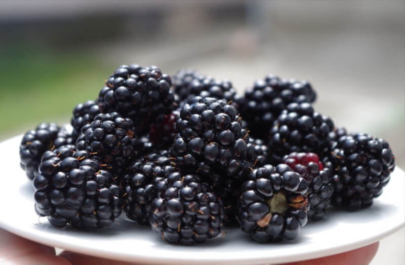 How To Dehydrate Blackberry Fruit