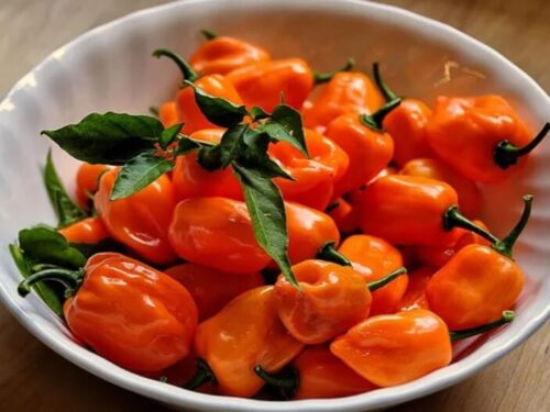 How To Dehydrating Habaneros Peppers